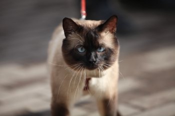 cat with blue eyes. Siamese cat