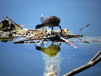 Teichrallenkueken-Kopf unten. Rail chick in a pond