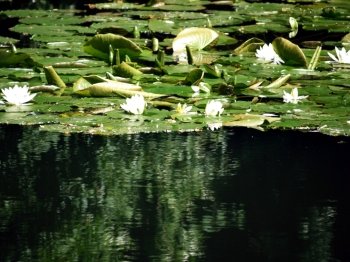 Water Lilies - Lily Pond. Lily pond with mirroring of trees in it