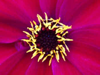 dahlia flower with stamen. pink flower in the summer of a dahlia