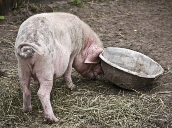 Schwein-und-Schuessel. Pigs with an empty bowl on a farm