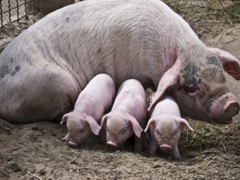 Sau-und-drei-Ferkel. a sow with three piglets on a farm