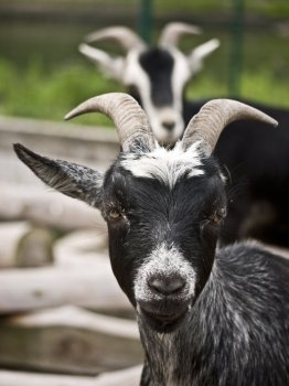 goats-black. two black goats on a farm