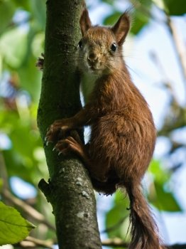 squirrel on a tree. european squirrel in a tree