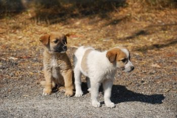 Two cute cross-breed dog puppies close together on sunny day