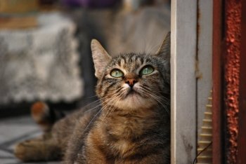 Charming tabby street cat lying closeup on grunge background