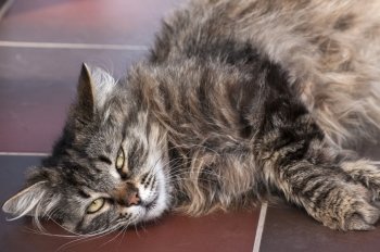 Fluffy tabby cat lying on floor tiles