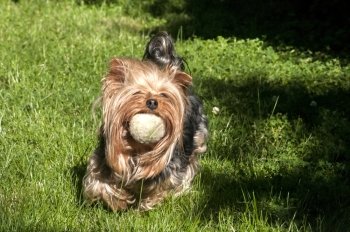 Yorkshire terrier playing with shabby tennis ball on grass garden
