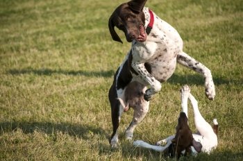 German shorthaired pointer and little Russell Terrier playing in park