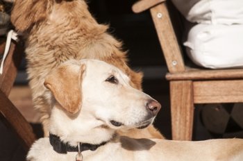 Two dogs relaxing on autumn sun lit porch next to its owner