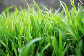 Grass close up 