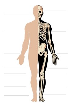 Vector body and skeleton. Male.Separate layers. Anatomy male