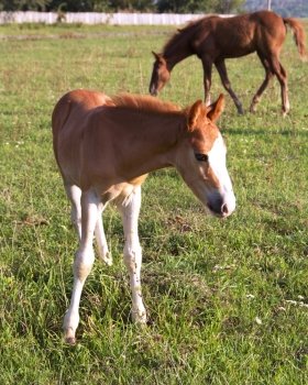 Foal with mare on summer field background