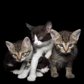 Four Young Kittens Isolated on Black Background