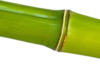 green bamboo. bamboo