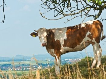 cow with panoramic view. cow 