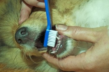 brushing a young coliies milk teeth . brushing a dogs teeth