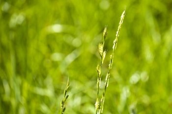 The renewable resource tall wheatgrass, energy grass. Tall wheatgrass, energy grass 
