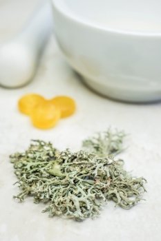 Iceland moss, cough remedy