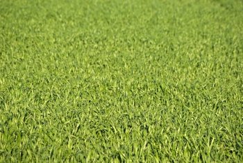 great image of a lush green grass background. green grass