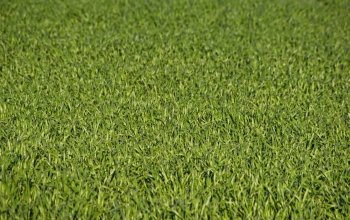 great image of a field of lush green grass