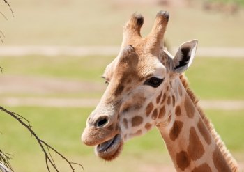 african giraffe in natural environment up close 