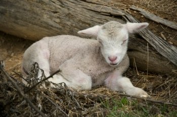 this beautiful few day old lamb is sleeping. sleeping lamb