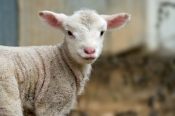 a great image of a young lamb on the farm. young baby lamb