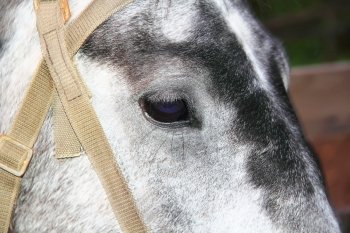 Photo with horse head and sad eye