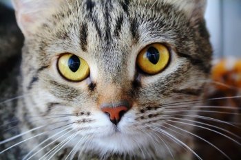 Image of cat’s portrait with yellow eyes 