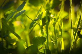Details of bright green leaves with shallow depth of field, backlit by sun