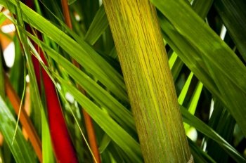 Close up details of tropical palm and bamboo
