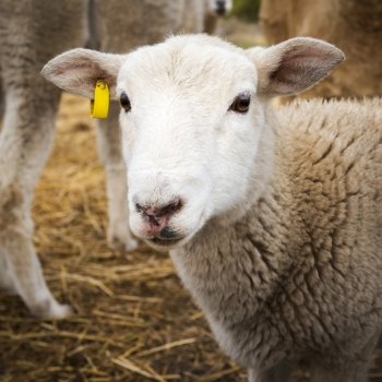 Cute young lamb with clean white face looking into camera