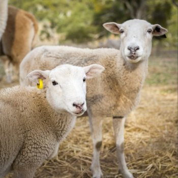 Sheep and lambs in a paddock in Australia