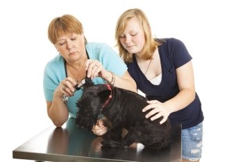 Female veterinarian looks inside a dog’s ears while the teen owner keeps it calm.  Isolated on white.
