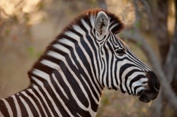 PLAINS ZEBRA (Equus quagga) profile view, South Africa