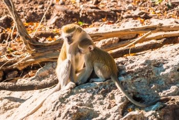 Vervet monkeys and branches, Chobe National Park