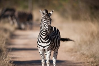 Plains zebra (Equus quagga) walking, South Africa