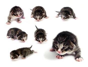 A set of images of blind kittens on white