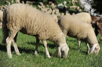 An image of two nice sheep feeding on pasture