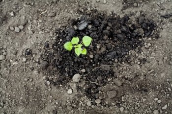 An image of a green sprout in the ground