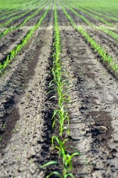 An image of green seedlings in the field