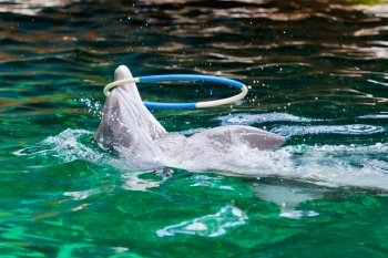 dolphin playing  with a hoop