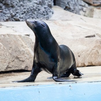 Sea Lion. Seal