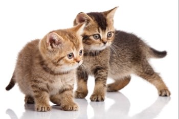 Two kitten  on a white background