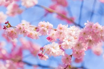 Cherry blossom, sakura flowers