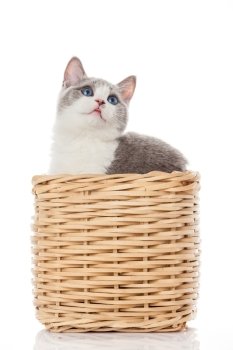 British kitten  in  box. cute kitten on white background