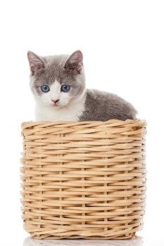 British kitten  in  box. cute kitten on white background