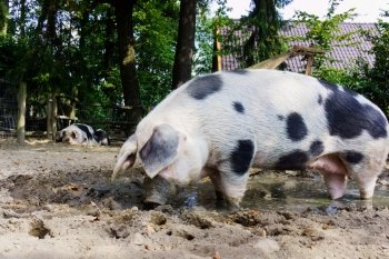pet pig on a farm
