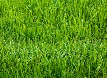 Background of a green grass.  Green grass texture